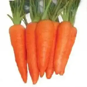 Ns 854 F1 Carrot Seeds 1