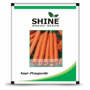 Shine Carrot Shine Early Nantes Imported Seeds 1