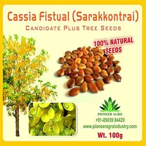 Cassia Fistula (Tree Seed) 1