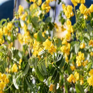 Pioneer Agro Cassia Siamea Senna Tree (Seed) 2