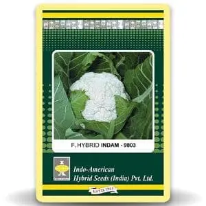 Indam 9803 Cauliflower 1