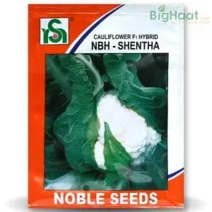 Shentha Cauliflower 1