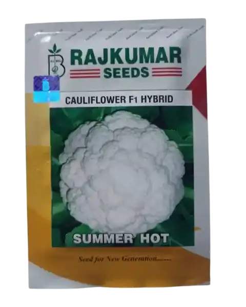 Cauliflower Summer Star - Rajkumar Seeds 1