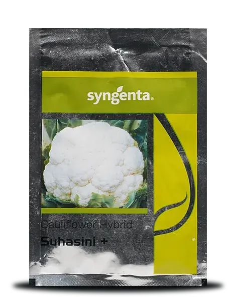 Suhasini Plus Cauliflower Seeds - Early Maturity, Strong Rapaid Growth, Compact Curd 1