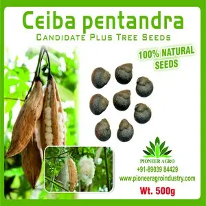 Pioneer Agro Ceiba Pentandra Tree (Seed) 1