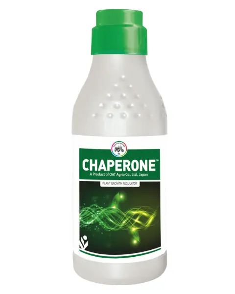 Chaperone Growth Regulator 1