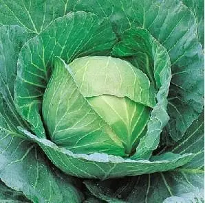 Cheers Cabbage F1 1