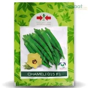 Chameli 015 F1 Bhendi (Okra) 1