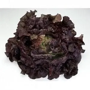 Cherokee Rz (81-36) Red Batavia Lettuce 1