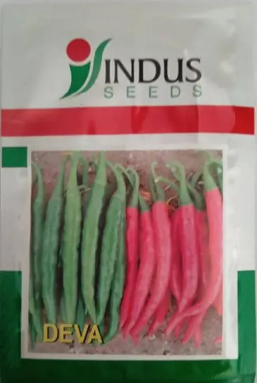 Indus Chilli Deva F1 Hybrid Seeds 2