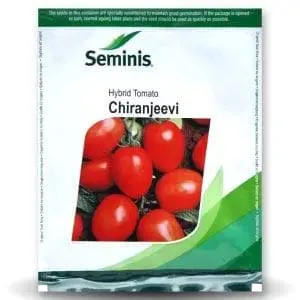 Chiranjeevi Tomato ( चिरंजीवी टमाटर ) 1