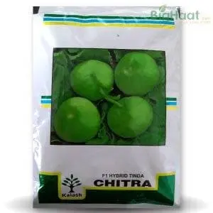 Chitra Tinda Seeds 1