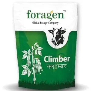Climber (Cowpea- Indeterminate) 1