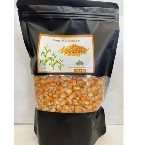 Pioneer Agro Corn (Maize) Seeds 1
