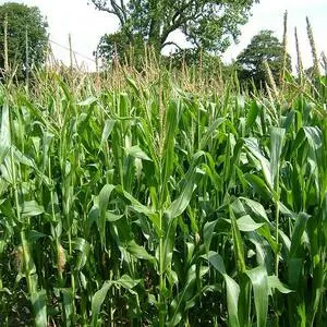 Pioneer Agro Corn (Maize) Seeds 2