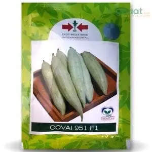 Covai 951 Snake Gourd Seeds - Short Cylindrical, Firm, Aromatic 1