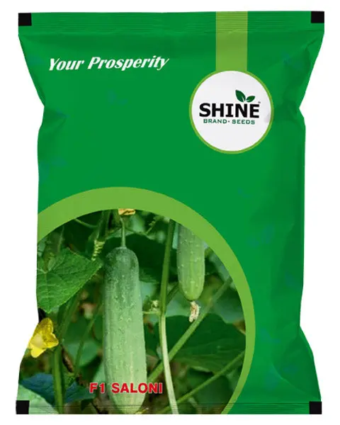 Shine Cucumber Saloni F1 Hybrid Seeds 1