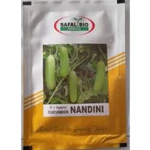 Nandini Cucumber Seeds 1
