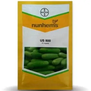 Us 800 Cucumber 1