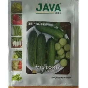 Java Cucumber Victoria F1 Hybrid Seeds 1