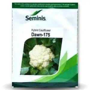 Dawn 175 Cauliflower 1