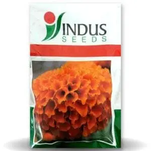 Deep Orange Marigold 1