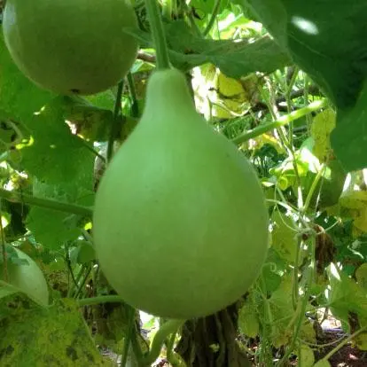 Dhruva Bottle Gourd ( ध्रुवा लौकी ) 1