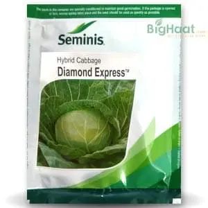 Diamond Express Cabbage 1