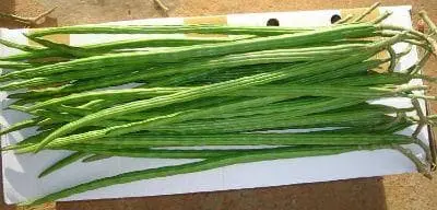 Drumstick Pkm 1 Ashoka Seeds 1