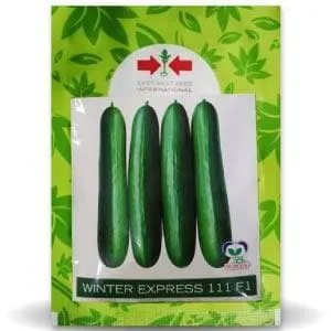 Winter Express Cucumber 1