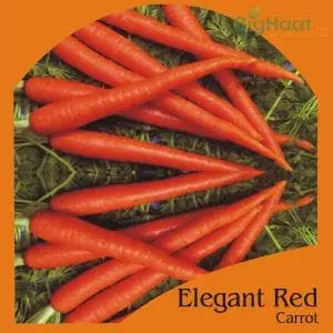 Elegant Red Carrot (Op) 1