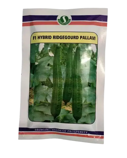 F1 Hybrid Ridge Gourd Pallavi 1