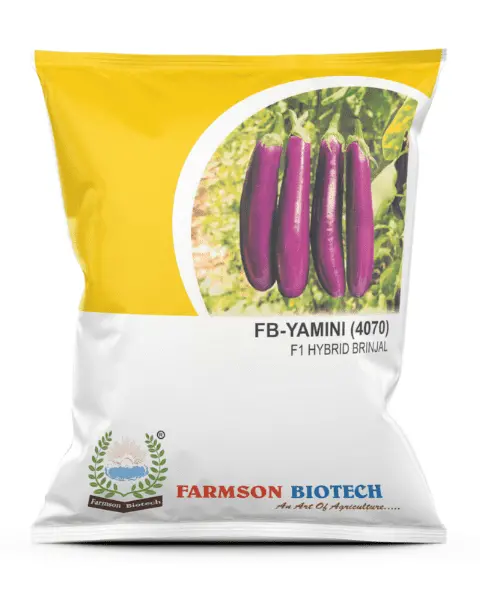Farmson Fb-Yamini (4070) F1 Hybrid Brinjal (Egg Plant) Seeds 1