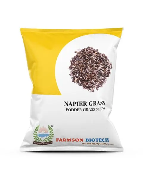 Farmson Napier Fodder Grass Seeds – High Yield & Premium Quality 1