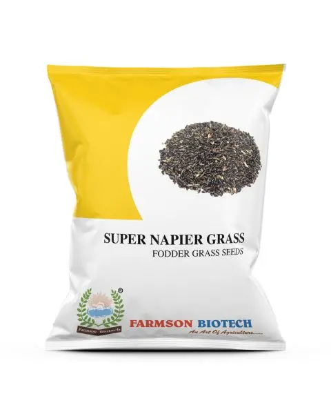 Farmson Super Napier Grass Seeds: High Protein, Fast-Growing Fodder 1