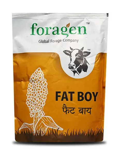Foragen Fat Boy Multi-Cut Forage Sorghum (Ssg) Seeds 1