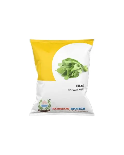 Fb-66 Spinach Seeds 1