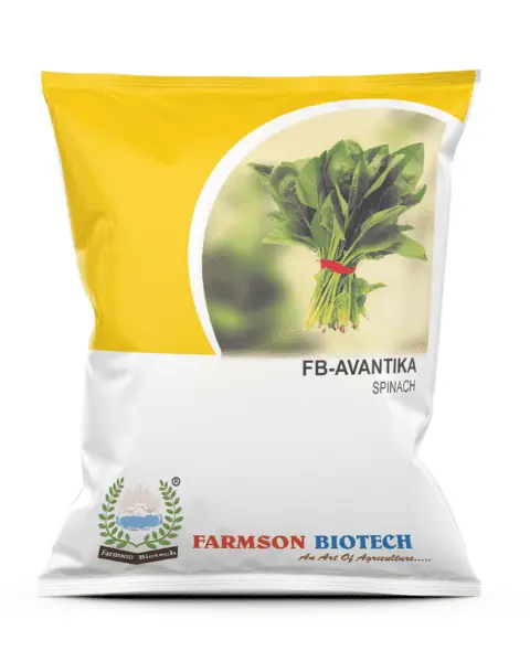 Farmson Fb-Avantika Spinach Seeds 1