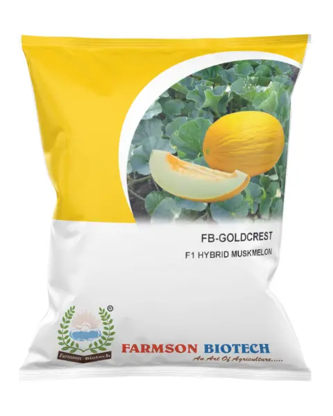 Fb-Goldcrest F1 Hy. Muskmelon Seeds 1