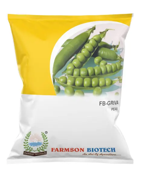 Fb-Griva Pea Seeds – High Yield, Pencil Pods & Powdery Mildew Tolerance 1