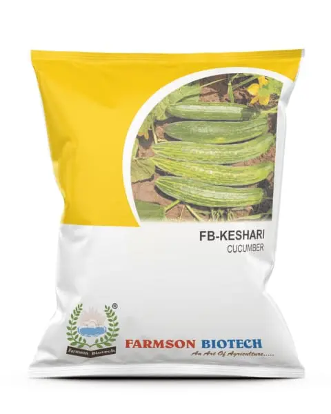 Fb-Keshari Cucumber Seeds 1