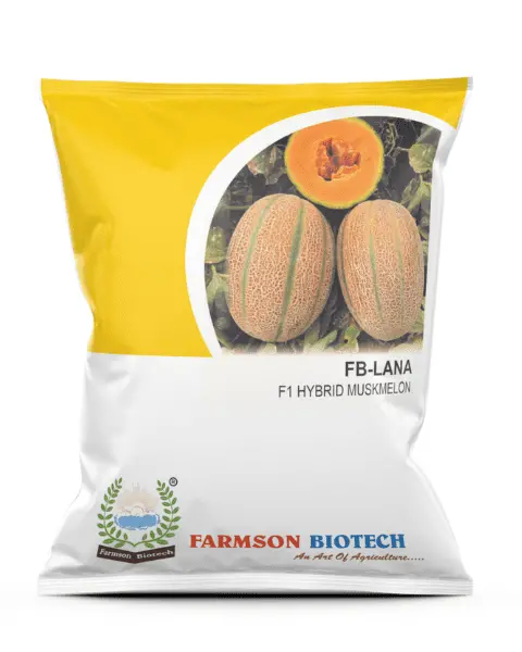Fb- Lana F1 Hybrid Muskmelon Seeds 1
