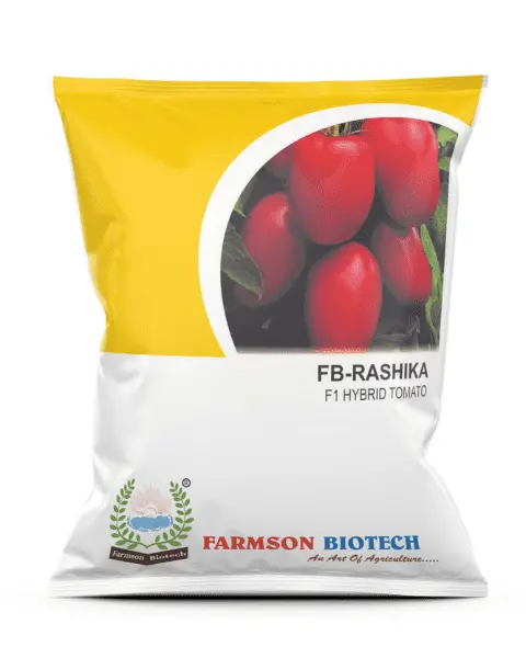 Fb- Rashika F1hybrid Tomato Seeds 1