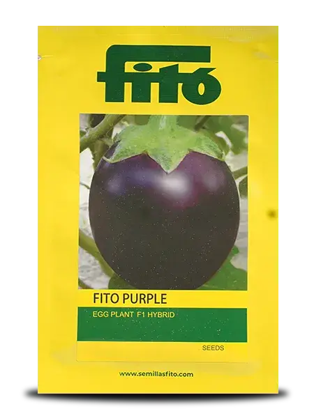 Fito Purple Brinjal Seeds - Big Round, Glossy Purple, High Yield 1