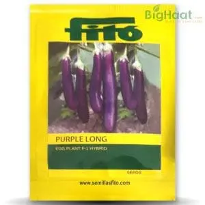 Purple Long Brinjal 1