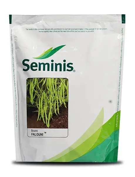 Falguni Garden Bean Seeds - High Yielding Variety With 13–15 Cm Slender Dark Green Pods 1