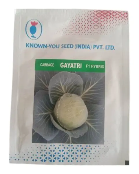 Gayatri Cabbage 1