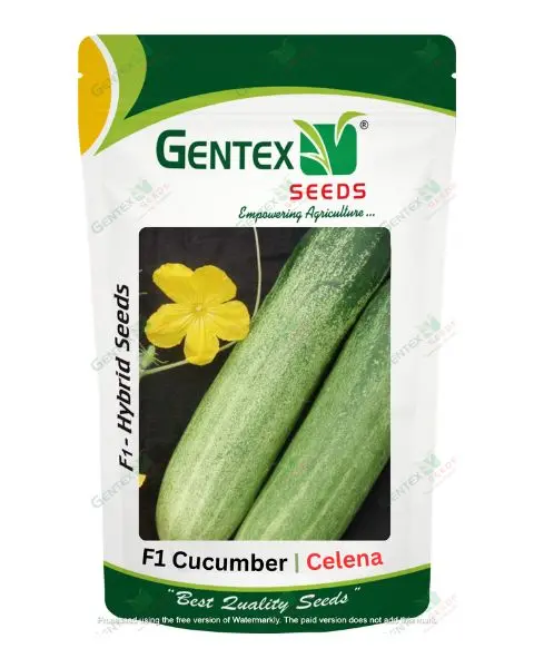 Gentex Cucumber Celena Seeds 1