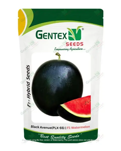 Gentex Watermelon Black Avenue (Plx - 55) Seeds 1