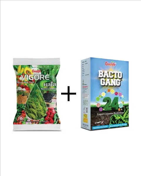 Geolife Vigore Raja & Bacto Gang Combo 1